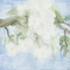 Omenankukkien aikaan / In Apple Blossom Time, 2006, 30 x 30 cm 